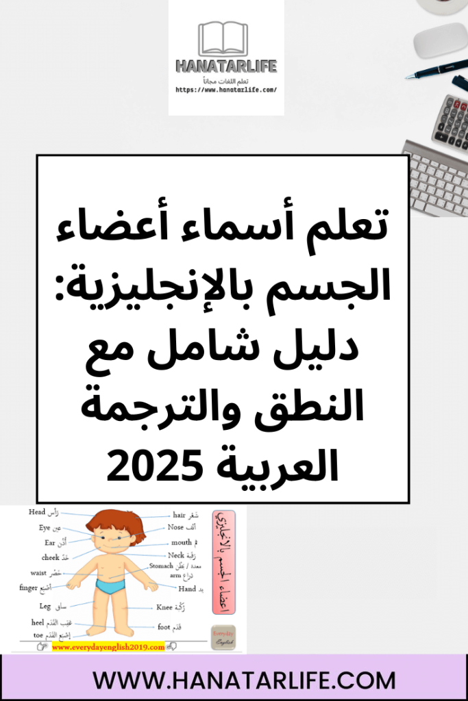تعلم أسماء أعضاء الجسم بالإنجليزية: دليل شامل مع النطق والترجمة العربية 2025